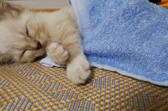 没打疫苗的猫可以洗澡么