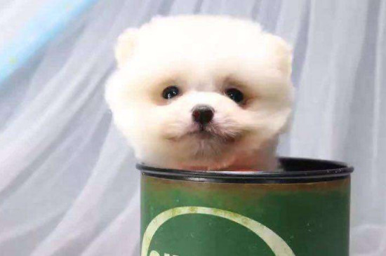 5万可以买一只什么狗，可以买到品相好的赛级犬