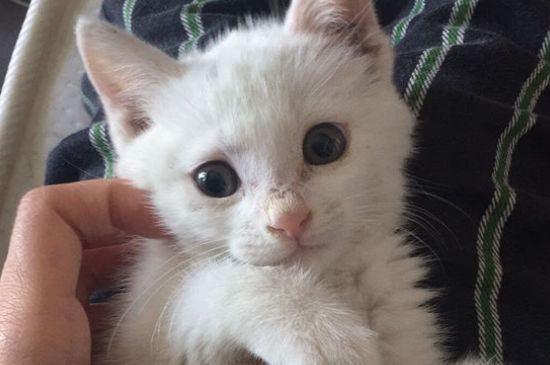 猫尿过的被子还能用吗