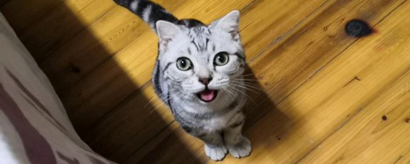 猫内脏出血的早期症状