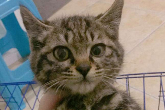 小狸花猫可以洗澡吗