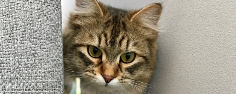 猫鼻涕带血