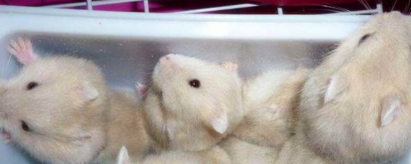 仓鼠中暑多久能缓过来
