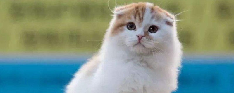 猫嘴唇溃疡能自愈吗
