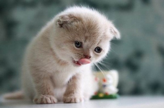 猫划伤出血要打针吗