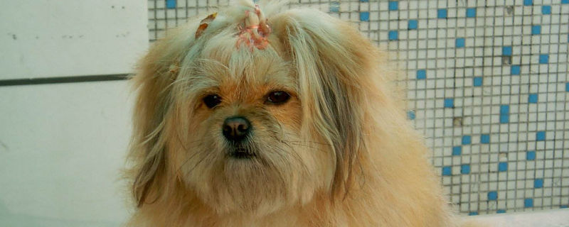 西施犬换主人后的表现