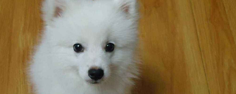 银狐犬为什么很少人养