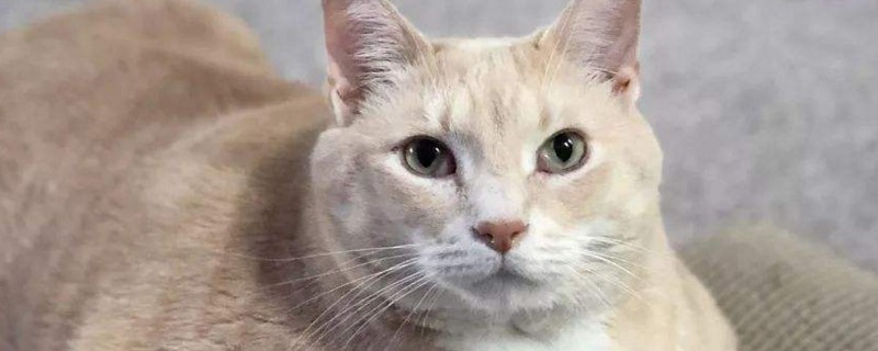 猫产仔数量由什么决定