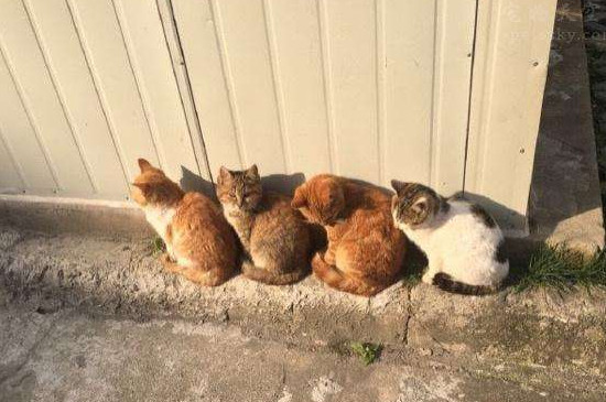 流浪猫狗如何熬过冬天