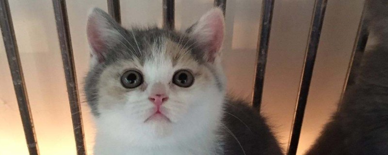 英短小猫有泪痕眼屎