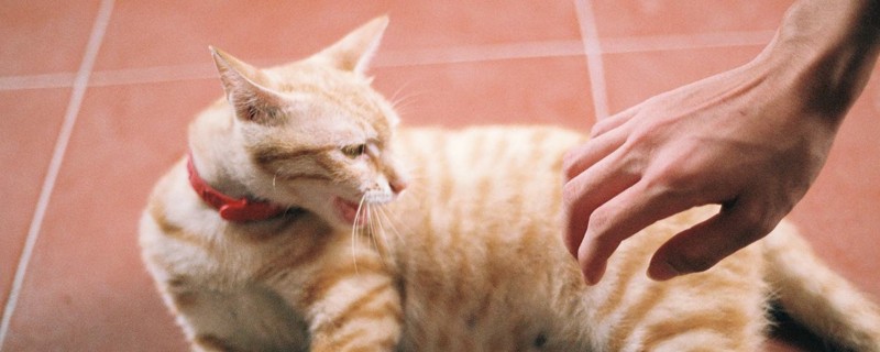 被猫抓破了一点点表皮