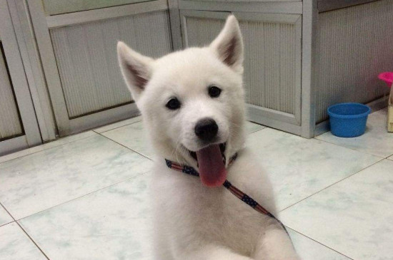萨摩耶发情什么症状
