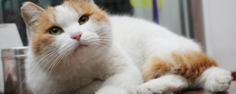 猫咪嗜睡食欲不振