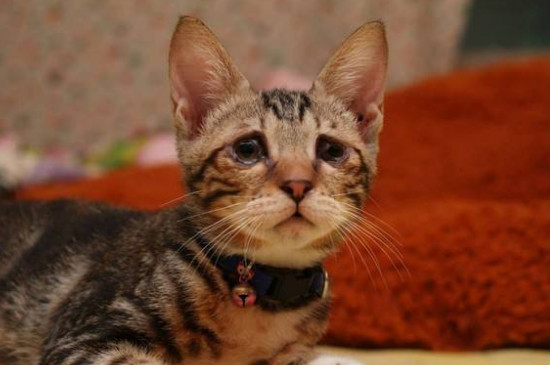 猫有分泌物了多久生