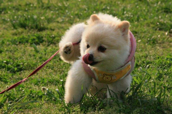 幼犬疫苗自己打可以吗