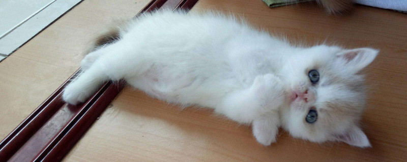 家养幼猫吃什么食物