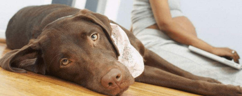 狗狗狂犬疫苗多久打一次