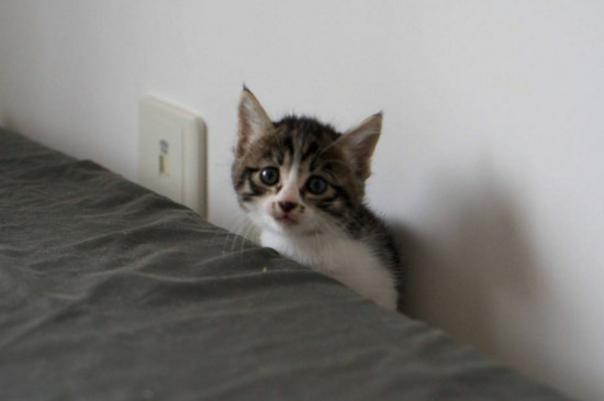 猫躲在角落里不出来
