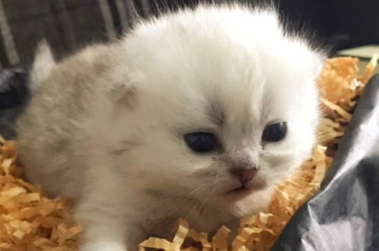公猫多大绝育