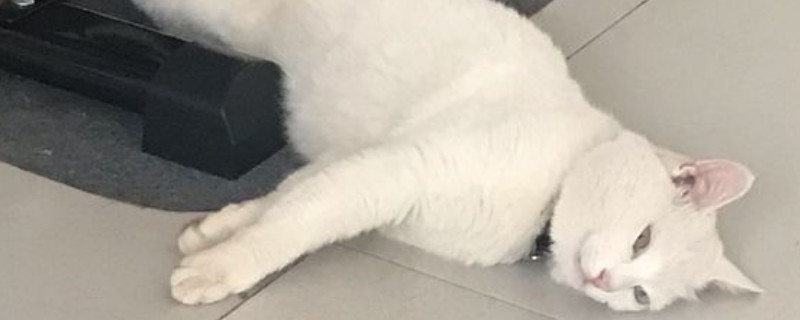 为什么淘宝的猫才100元