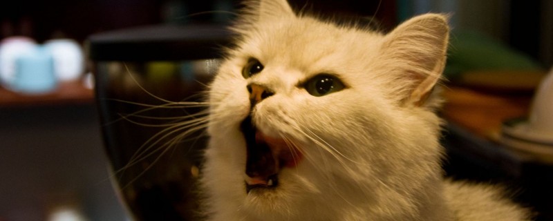 猫猫多少个月可以吃肉