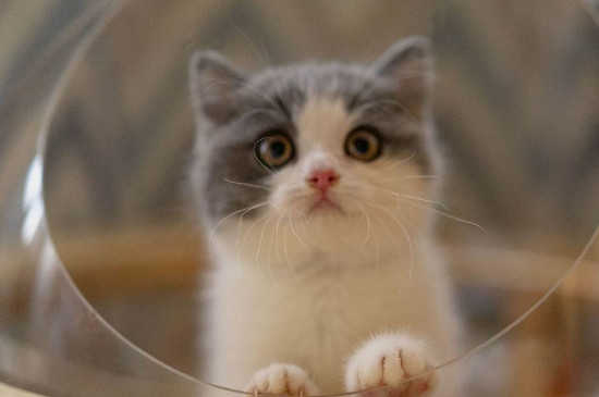 小猫胡子为什么会断