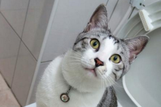 母猫不见小猫后的反应