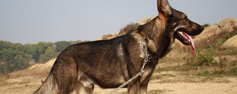 如何让昆明犬快速立耳