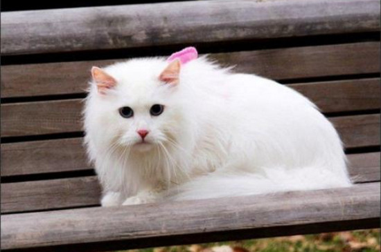 怎么判断狮子猫纯不纯