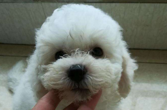 比熊犬什么时候打疫苗