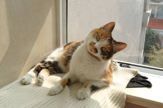 猫咪聪明的表现