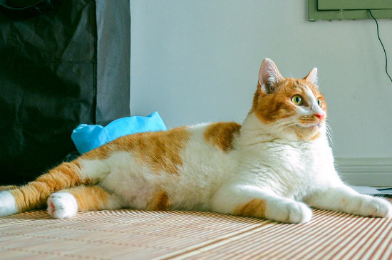 小猫吃什么食物长得胖