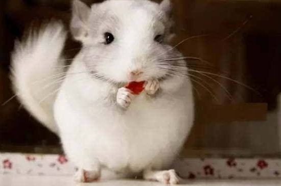 龙猫会带狂犬病吗