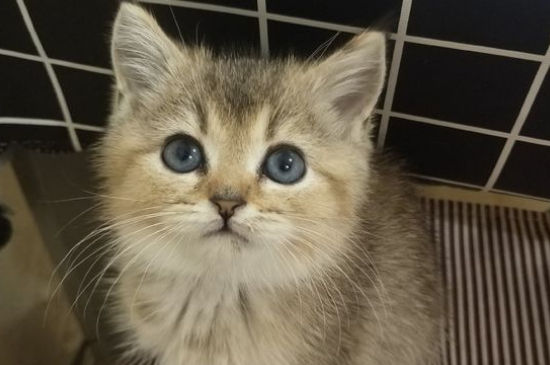 母猫怀孕公猫会怎么样