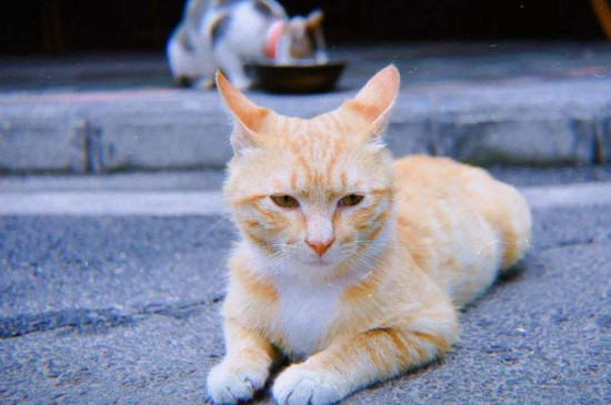 十几天的小猫怎么喂养