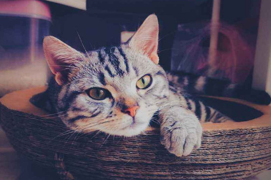 500元以下的猫品种