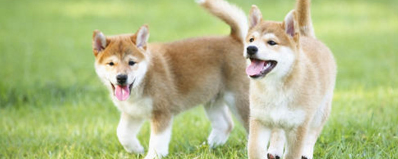柴犬舌头黑紫色正常吗