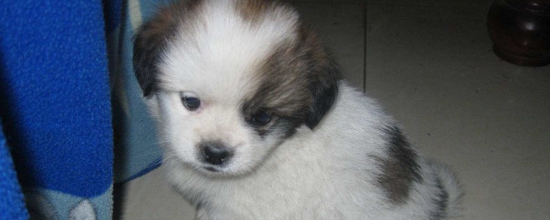 狗狗鼻子掉毛
