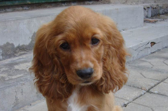 可卡犬掉毛严重吗