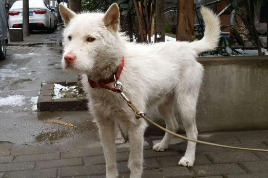 如何选胆大的下司小狗