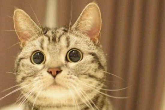 猫咪自己在家可以吗