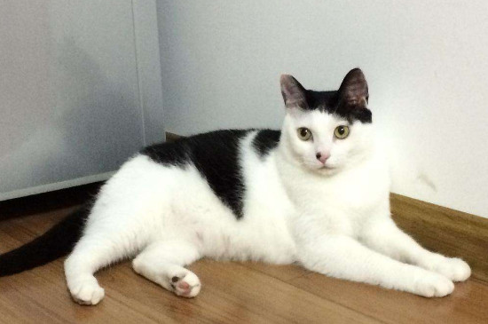 奶牛猫为什么不粘人，奶牛猫怎么能粘人