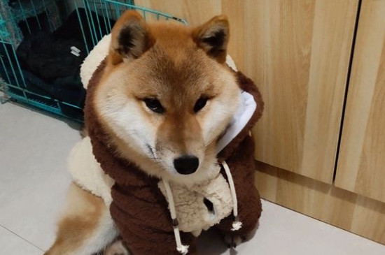 柴犬会笑吗
