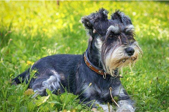 雪纳瑞是梗犬吗
