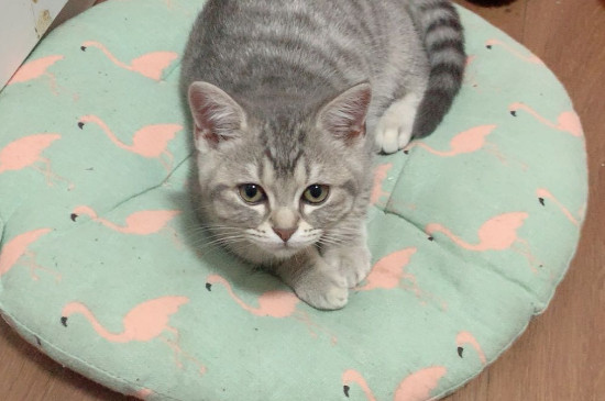 如何有效阻止猫进房间