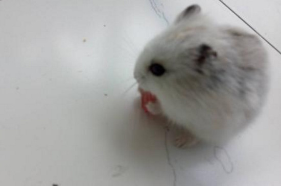 仓鼠过敏症状