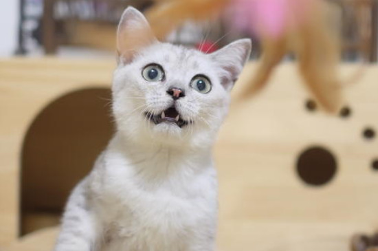 猫咪便便有虫白色像蛆，多是感染绦虫要及时驱虫