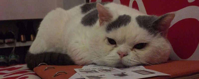 母猫来月经有什么症状