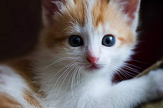 猫咪急喘肚子一抽一抽
