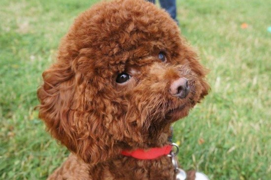 适合家养的小型犬